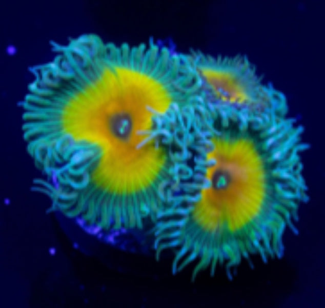 Capt' Jerk (Large Frag 8-10 Polyps)