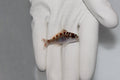 Chalk Bass (Serranus tortugarum)9/30 (pre-order)
