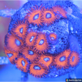 Eyegasm Charmander Designer Zoanthid single polyp bright orange red outer ring

Charmander Zoanthid coral polyp glowing yellow center designer strain

Eyegasm Zoanthid frag vibrant color pattern coral

Rare designer Charmander Zoa coral polyp close-up

Eyegasm Charmander designer zoanthid coral for reef aquarium