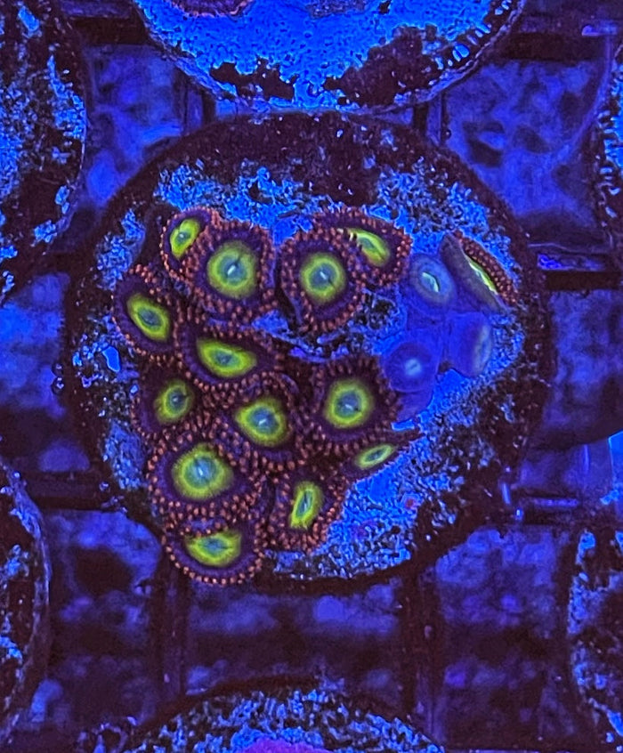 Circus (Large Frag 8-10 Polyps)