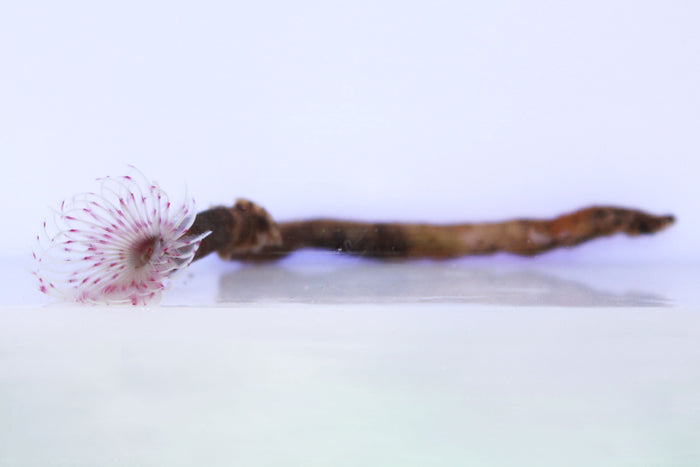 Colored Feather Duster (Bispira sp.)
