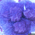 Crazy Plum Pavona (Wholesale Eligible)