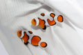 DaVinci Clownfish Grade A (Amphiprion ocellaris)