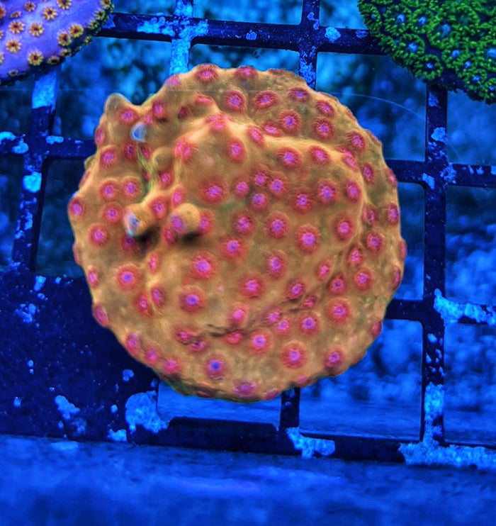 Defcon Cyphastrea
