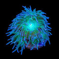 Duncan Coral (Duncanopsammia axifuga)