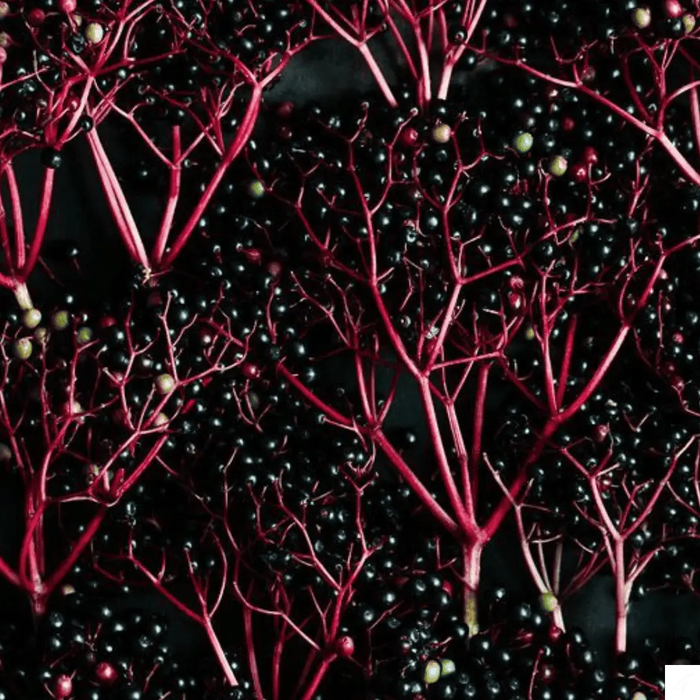 Elderberry Shot Griffy's Organics