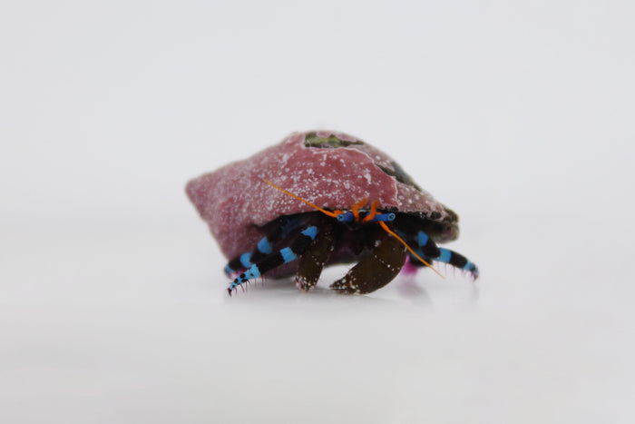Electric Blue Hermit Crab (Calcinus elegans)