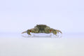 Emerald Crabs (Mithraculus sculptus)