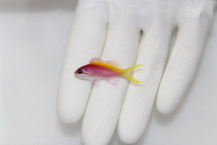 Evansi Anthias (Pseudanthias evansi)