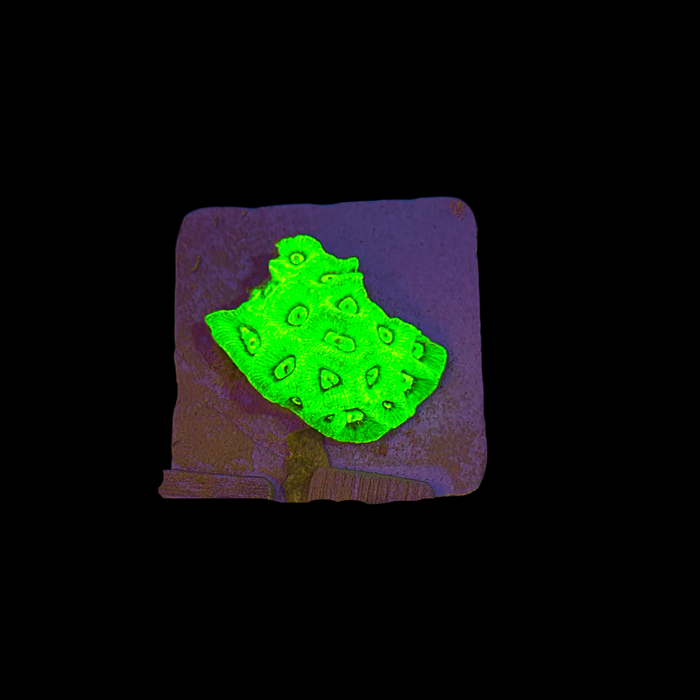 Extreme Green Favia