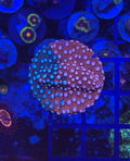 Fender Bender Cyphastrea