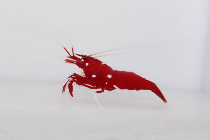 Fire Shrimp (Lysmata debelius) - TSM Aquatics