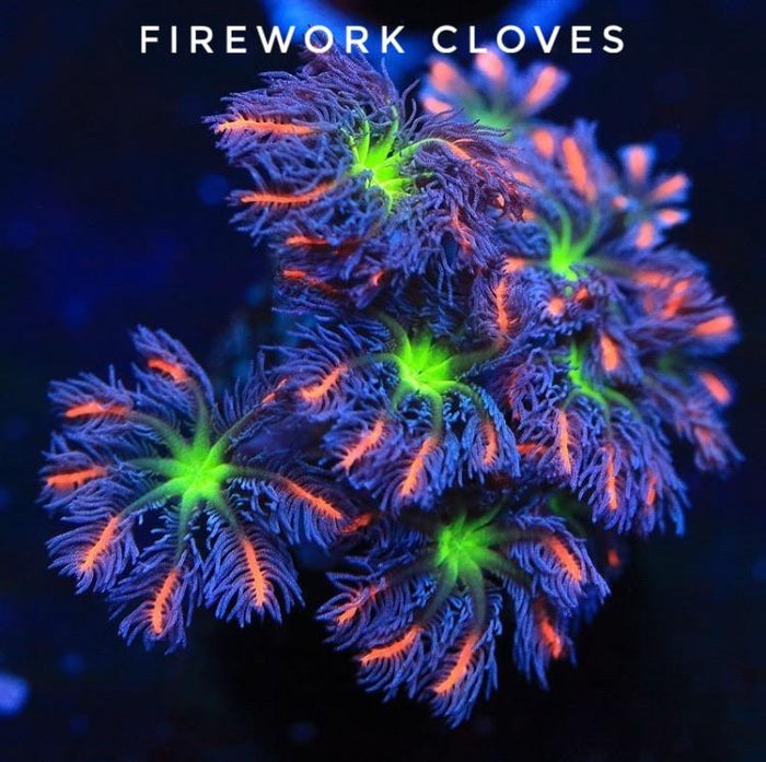 Firework Clove Polyps