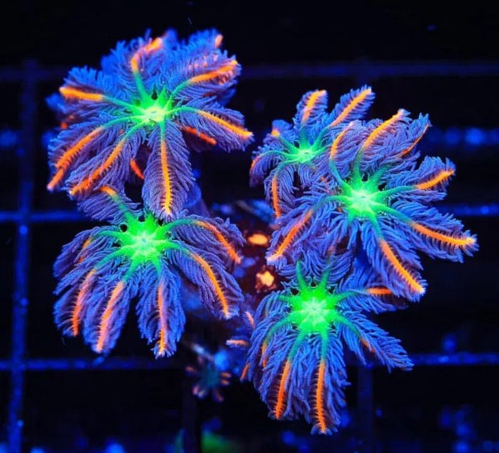 Firework Clove Polyps