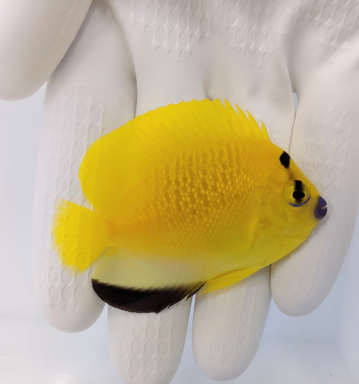Flagfin Angelfish (Apolemichthys trimaculatus)