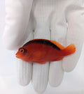 Flame Hawkfish Neocirrhites armatus – quarantined saltwater fish from TSM Aquatics

Bright red Flame Hawkfish resting on coral rock – reef-safe marine fish

Healthy quarantined Flame Hawkfish for sale – TSM Aquatics saltwater fish