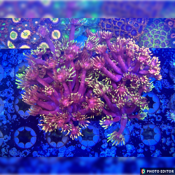 Flame Tip Goniopora