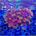 Flame Tip Goniopora