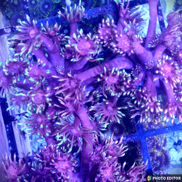 Flame Tip Goniopora