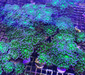 Frogspawn/Frammer - Green w Purple Tips (Wholesale Eligible)