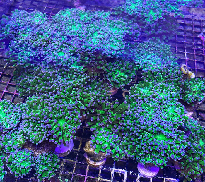 Frogspawn/Frammer - Green w Purple Tips (Wholesale Eligible)