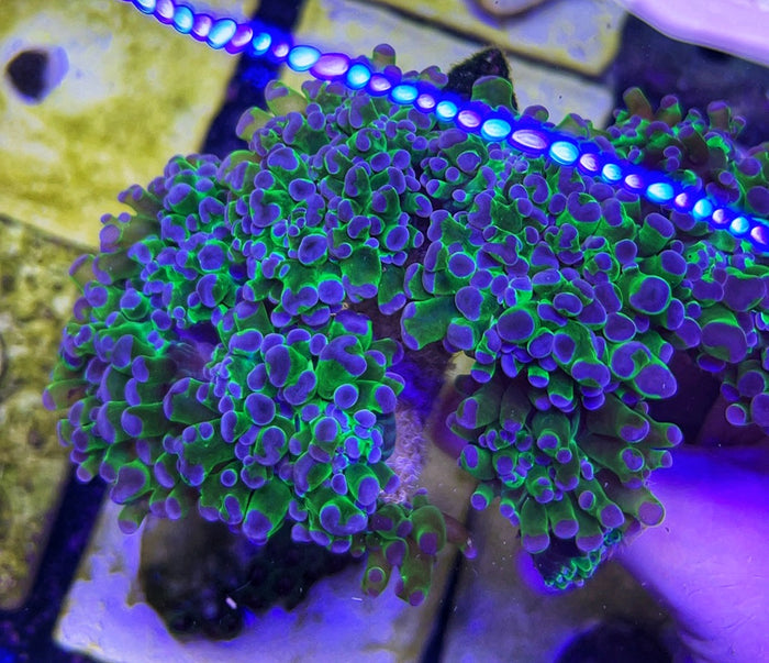 Frogspawn/Frammer - Green w Purple Tips (Wholesale Eligible)