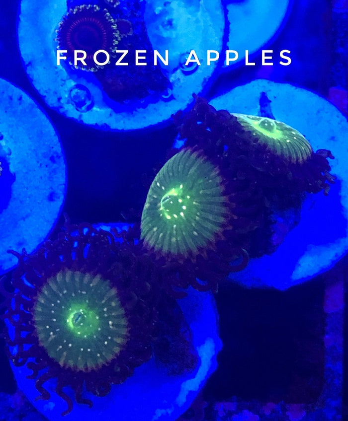 Frozen Apple (Designer)