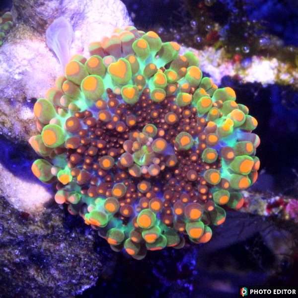 Godzilla Bounce Yuma Mushroom Coral Ricordea yuma with glowing green and orange bounce nodules

Designer Godzilla Yuma Mushroom coral close-up on frag plug

Rare Godzilla Yuma bounce mushroom soft coral with vibrant hues

WYSIWYG Godzilla Yuma Ricordea mushroom coral in aquarium

High-end Godzilla Yuma Bounce Ricordea soft coral frag