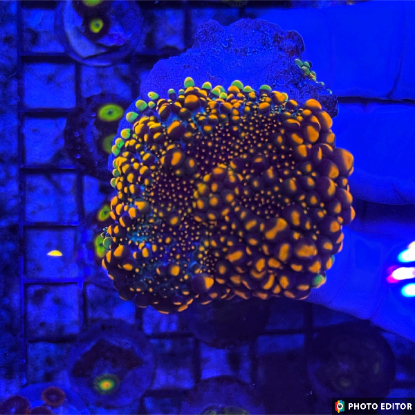Godzilla Bounce Yuma Mushroom Coral Ricordea yuma with glowing green and orange bounce nodules

Designer Godzilla Yuma Mushroom coral close-up on frag plug

Rare Godzilla Yuma bounce mushroom soft coral with vibrant hues

WYSIWYG Godzilla Yuma Ricordea mushroom coral in aquarium

High-end Godzilla Yuma Bounce Ricordea soft coral frag