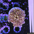 Gold Yaeyamaensis