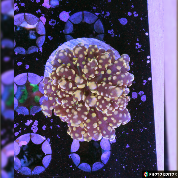 Gold Yaeyamaensis
