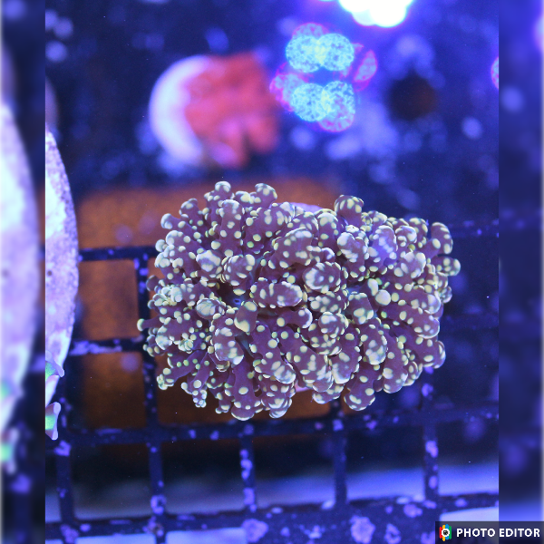 Gold Yaeyamaensis