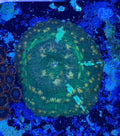 Goldflake green discosoma mushroom coral