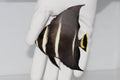 Gray Angelfish (Pomacanthus arcuatus)