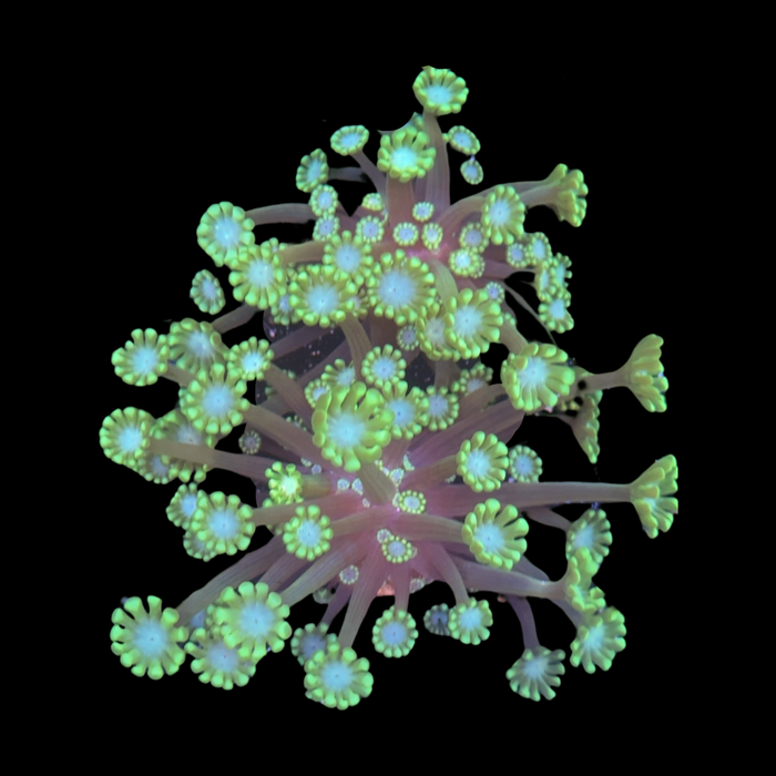 Green alveopora