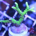 Green Goblin Anacropora