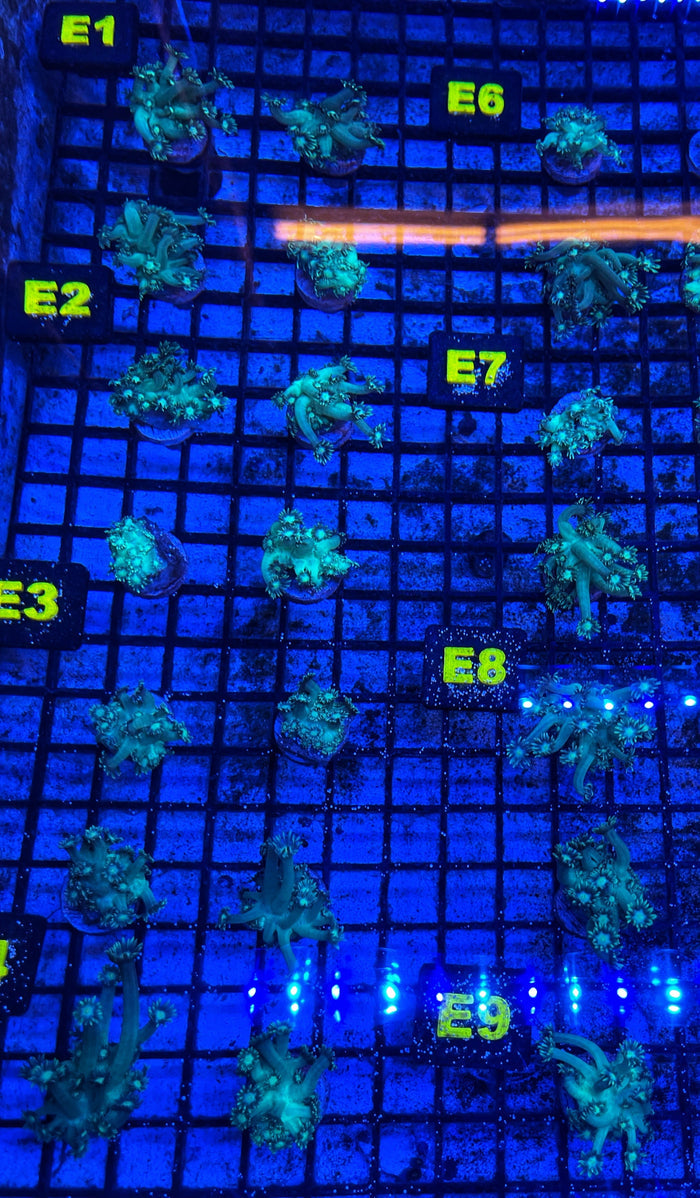 Green Goniopora