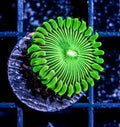 Green People Eater (Designer)