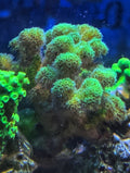 Green Pocillopora