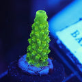 Green Slimer Acro