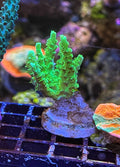 Green Tenuius