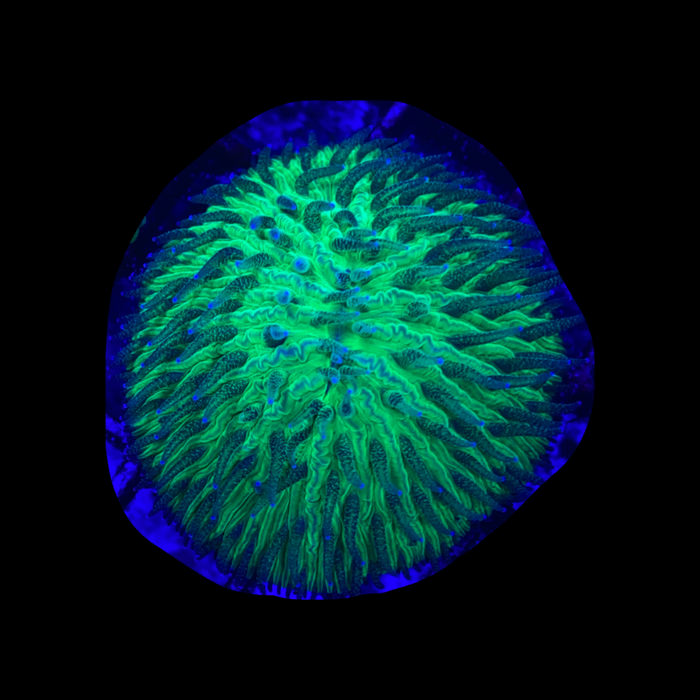 Green w/ Blue Tip fungia plate coral