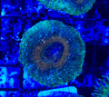 Green with orange center Lobophyllia