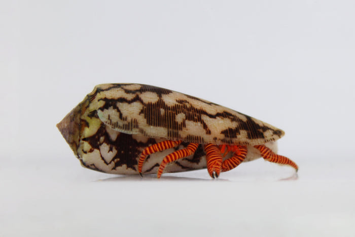 Halloween Hermit Crab (Ciliopagurus strigatus)