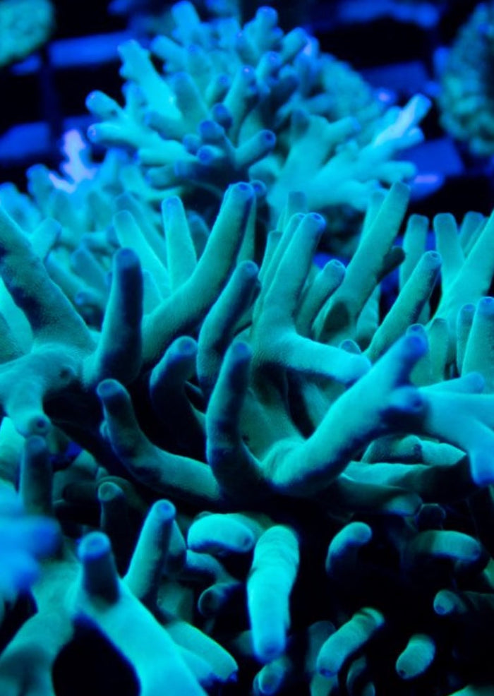 Hawkins Acropora