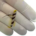 Hi Fin Red Banded Goby (Stonogobiops nematodes)