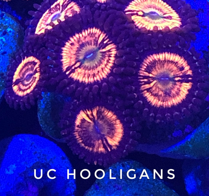 Hooligans (Designer)