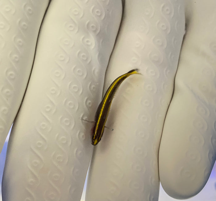 Yellow line Goby (ELACATINUS FIGARO) Captive Bred