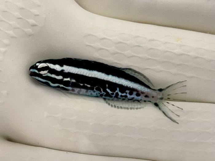 Kamohara Blenny (Meiacanthus kamoharai)