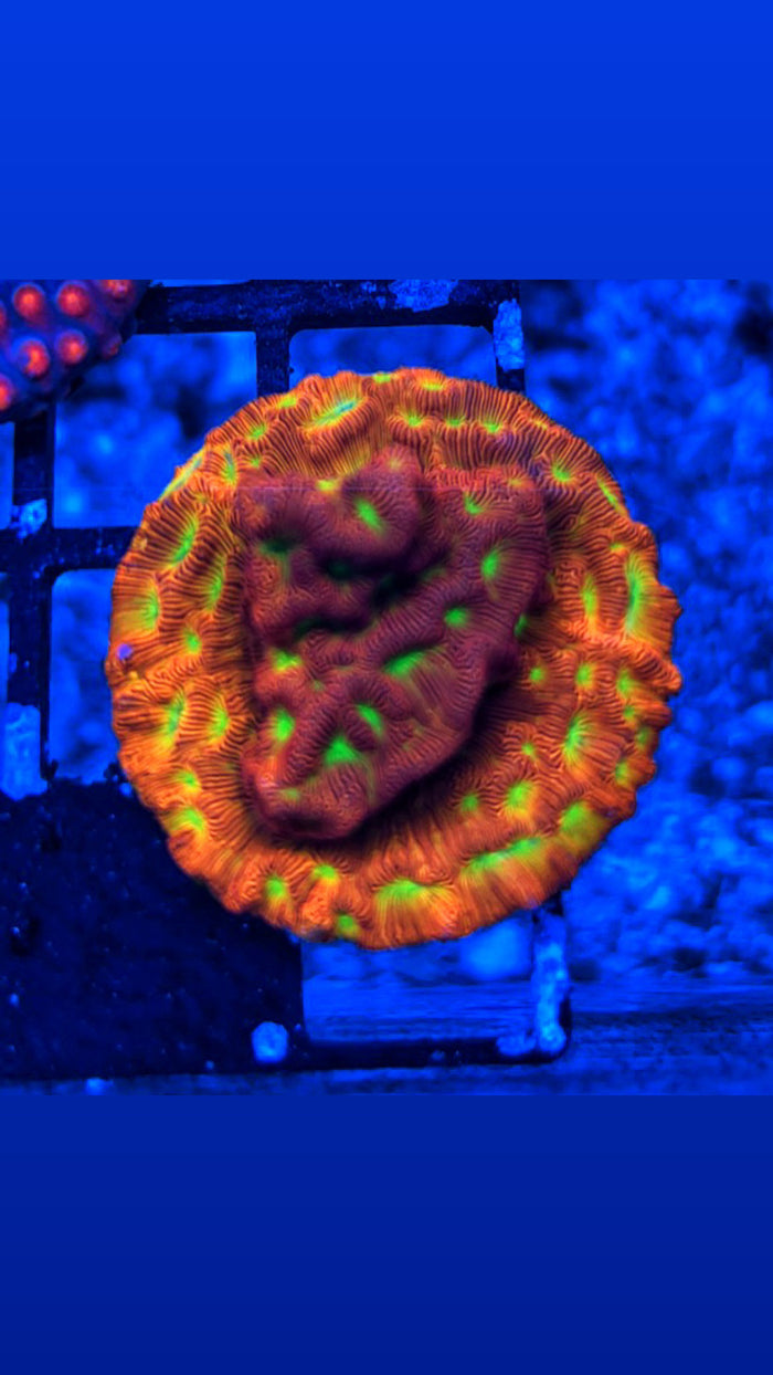 Jack-O-Lantern Leptoseris